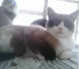 Bolacha um lindo !