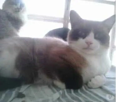 Gato ra a Siamês com vira-lata  idade 1 ano nome Bolacha um lindo !