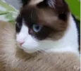 Bolacha um lindo !