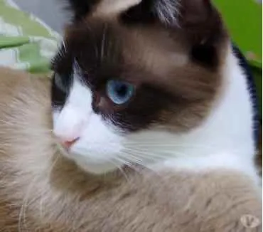 Gato ra a Siamês com vira-lata  idade 1 ano nome Bolacha um lindo !