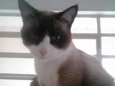Gato ra a Siamês com vira-lata  idade 1 ano nome Bolacha um lindo !