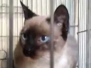 Gato raça Siamês idade 2 a 6 meses nome Bela