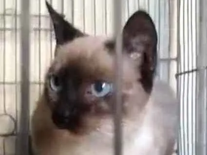 Gato ra a Siamês idade 2 a 6 meses nome Bela