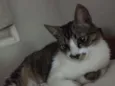 Bigode