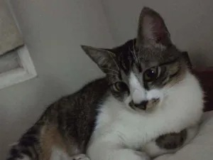 Gato raça SRD idade 2 anos nome Bigode