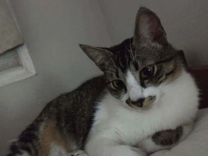 Gato ra a SRD idade 2 anos nome Bigode