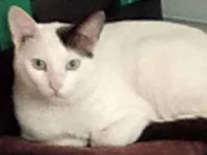 Gato raça SRD idade 2 anos nome Fantasma