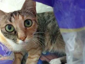 Gato raça SRD idade 4 anos nome Lili