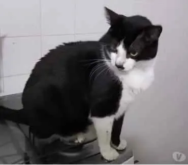 Gato ra a Frajola srd  idade 3 anos nome Diego lindo demais