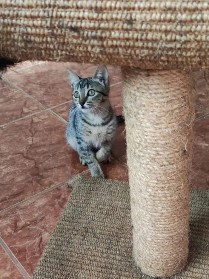 Gato raça  idade 2 a 6 meses nome Sara