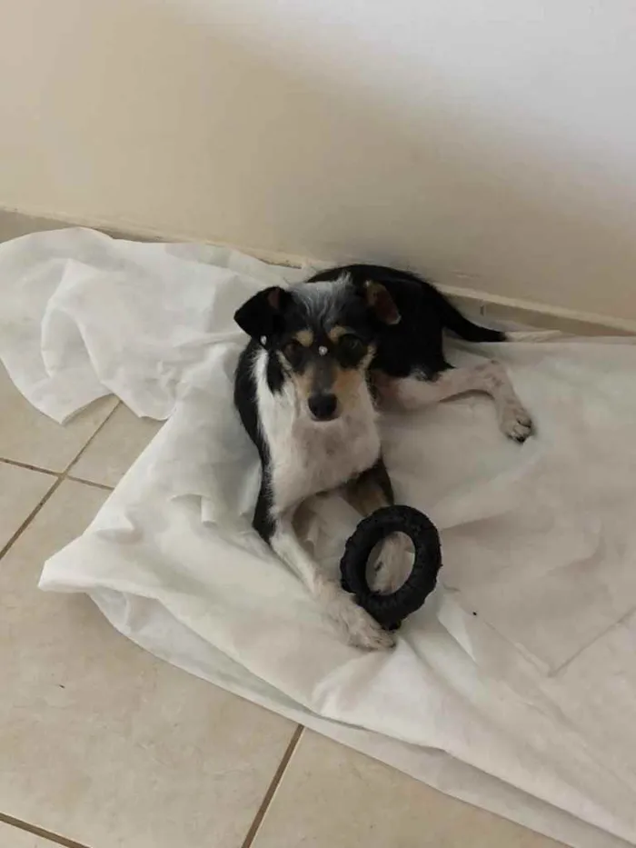 Cachorro ra a Vira lata  idade 6 ou mais anos nome Filo 