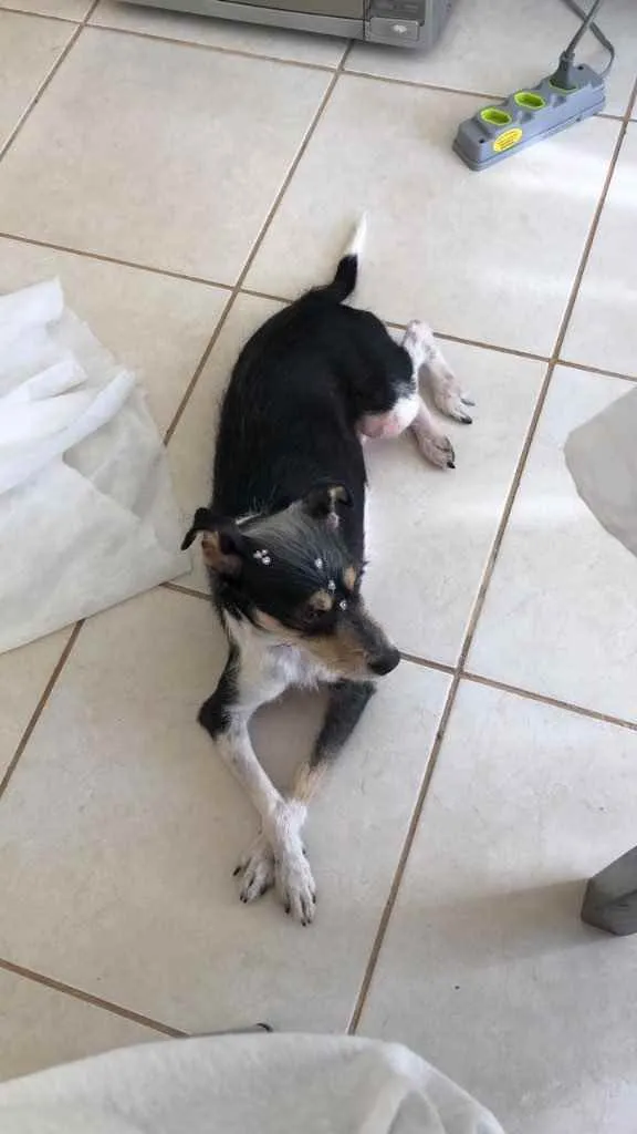 Cachorro ra a Vira lata  idade 6 ou mais anos nome Filo 