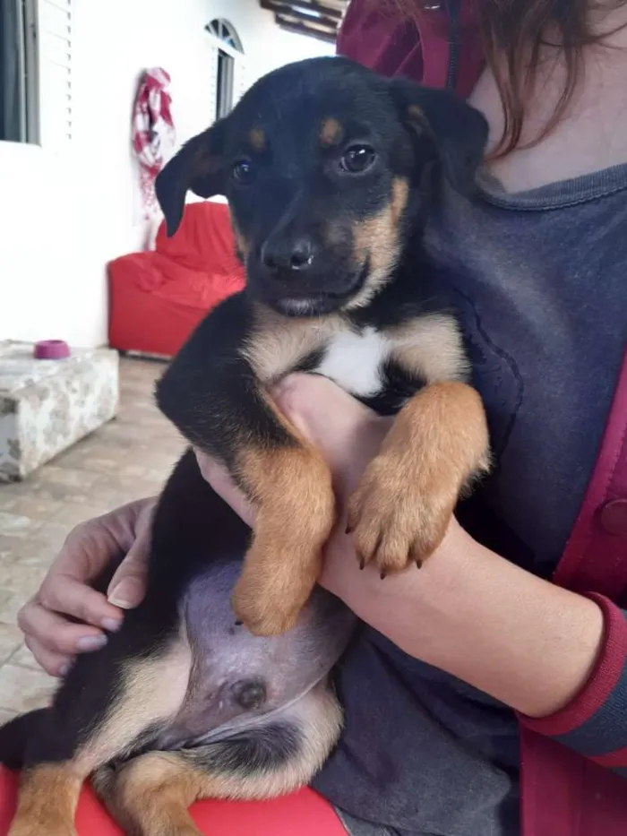 Cachorro raça SRD idade Abaixo de 2 meses nome Sirius