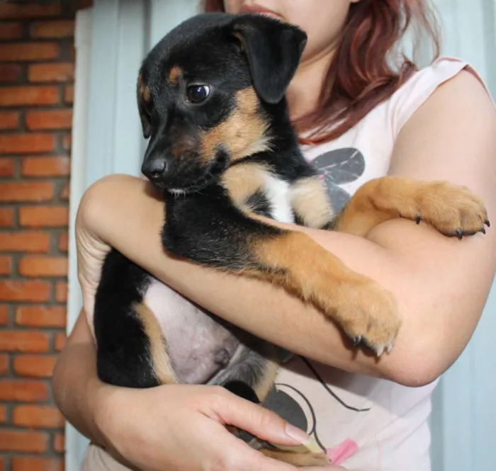 Cachorro raça SRD idade Abaixo de 2 meses nome Sirius