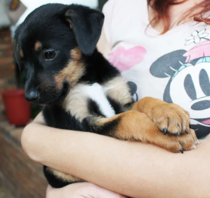 Cachorro raça SRD idade Abaixo de 2 meses nome Sirius