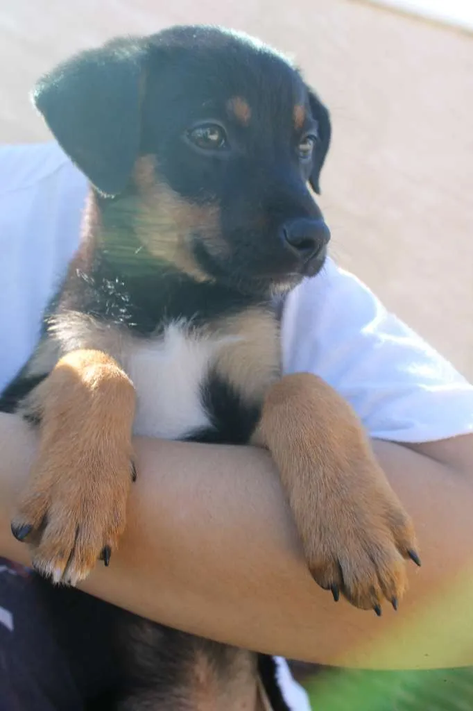 Cachorro raça SRD idade Abaixo de 2 meses nome Sirius