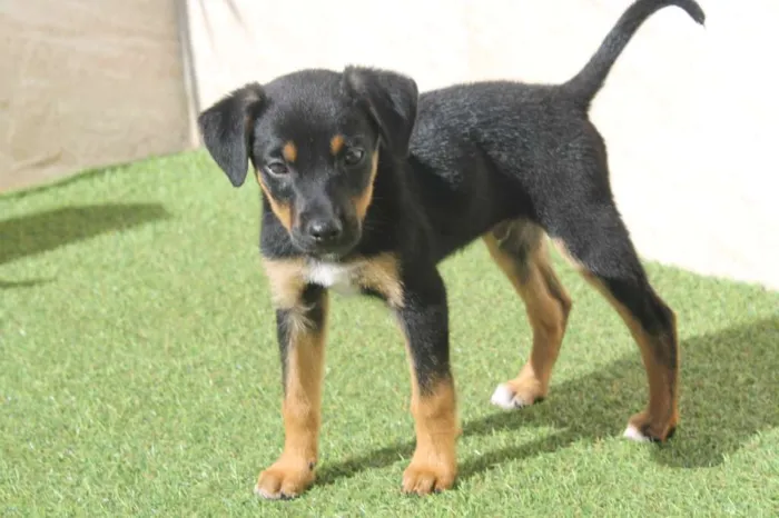 Cachorro raça SRD idade Abaixo de 2 meses nome Sirius