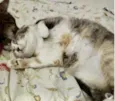 Fumaça linda gatinha