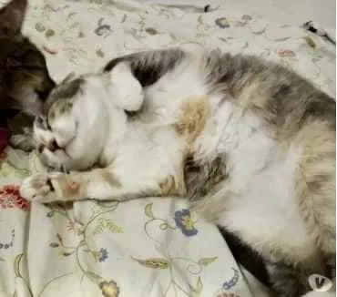 Gato ra a Tricolor srd  idade 1 ano nome Fumaça linda gatinha