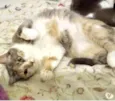 Fumaça linda gatinha