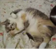Fumaça linda gatinha