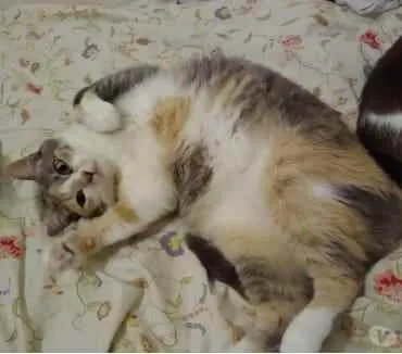 Gato ra a Tricolor srd  idade 1 ano nome Fumaça linda gatinha