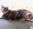 Fumaça linda gatinha