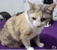 Fumaça linda gatinha