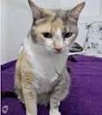Fumaça linda gatinha
