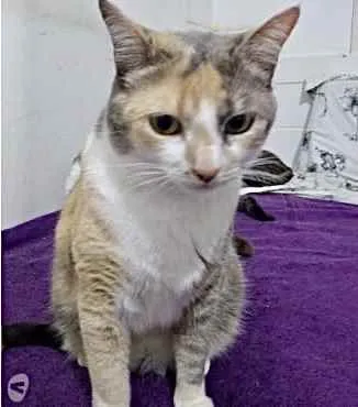 Gato ra a Tricolor srd  idade 1 ano nome Fumaça linda gatinha