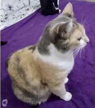Gato ra a Tricolor srd  idade 1 ano nome Fumaça linda gatinha