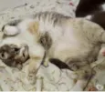 Fumaça linda gatinha