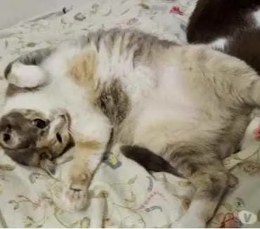 Gato ra a Tricolor srd  idade 1 ano nome Fumaça linda gatinha
