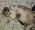 Fumaça linda gatinha