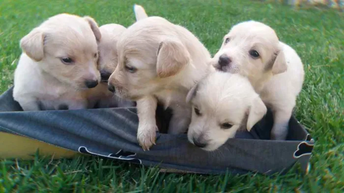 Cachorro ra a Sem raça idade Abaixo de 2 meses nome Sem nome pois é filh