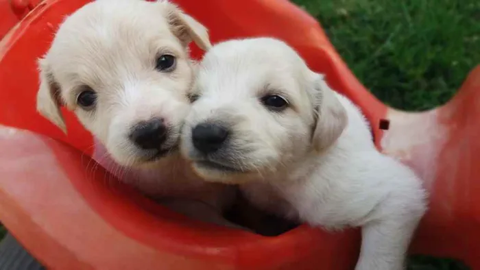 Cachorro ra a Sem raça idade Abaixo de 2 meses nome Sem nome pois é filh