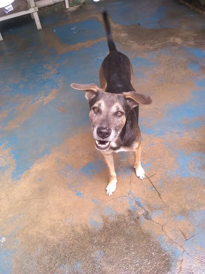 Cachorro ra a Sem raça definida idade 3 anos nome Toby e Gigi