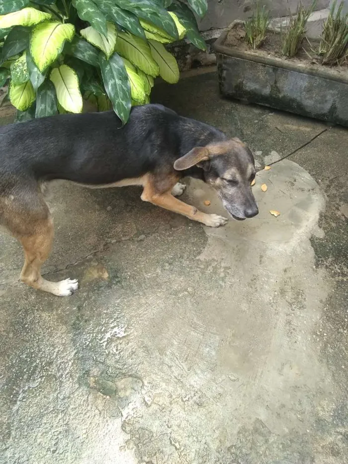 Cachorro ra a Sem raça definida idade 3 anos nome Toby e Gigi