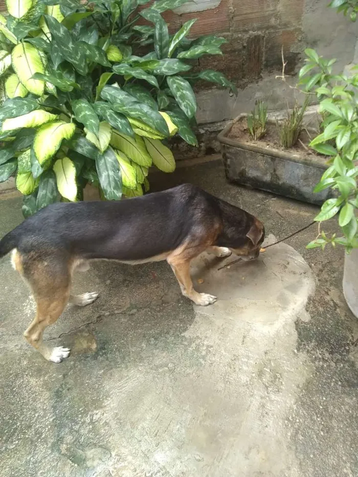 Cachorro ra a Sem raça definida idade 3 anos nome Toby e Gigi