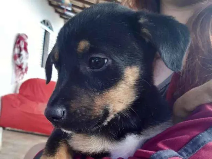Cachorro raça SRD idade Abaixo de 2 meses nome Sirius
