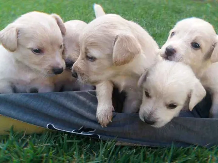 Cachorro ra a Sem raça idade Abaixo de 2 meses nome Sem nome pois é filh