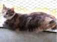 Fumaça linda gatinha