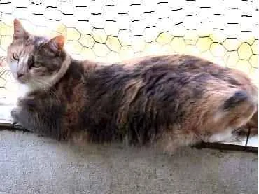 Gato ra a Tricolor srd  idade 1 ano nome Fumaça linda gatinha