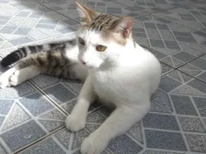 Gato raça srd idade 7 a 11 meses nome Paco