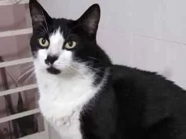 Gato ra a Frajola srd  idade 3 anos nome Diego lindo demais
