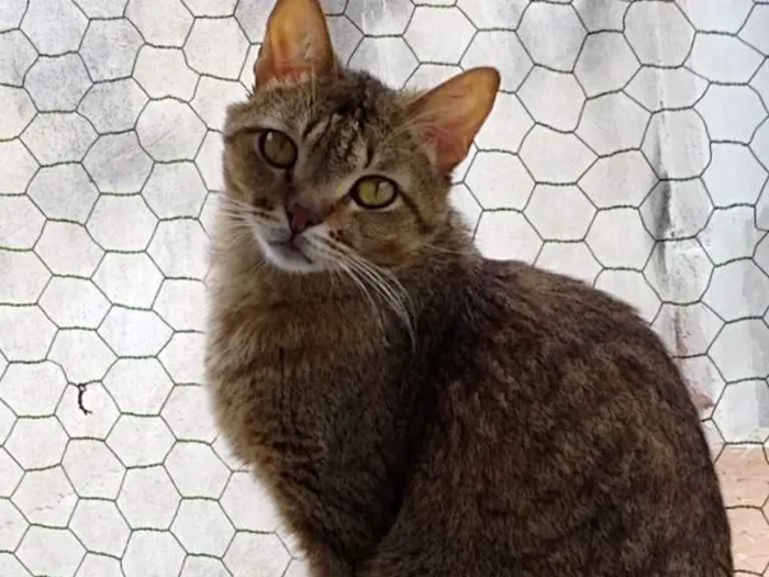 Gato ra a Srd idade 2 anos nome Ruivo lindo gatinho