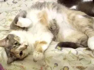 Gato ra a Tricolor srd  idade 1 ano nome Fumaça linda gatinha
