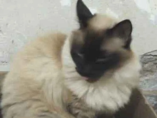 Gato ra a Siamesa  idade 2 anos nome Amanda linda gatinha