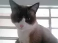 Bolacha um lindo !