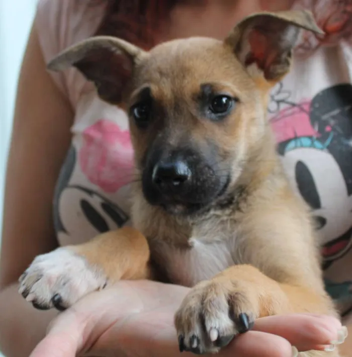 Cachorro raça SRD idade Abaixo de 2 meses nome Fenrir